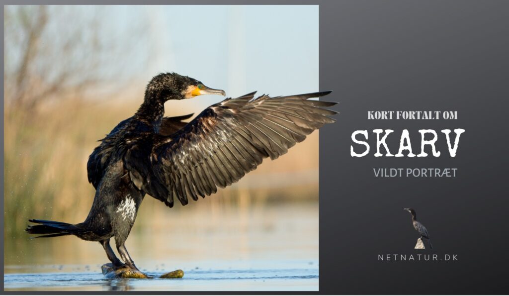 Skarven - vel nok Danmarks mest udskældte fisker