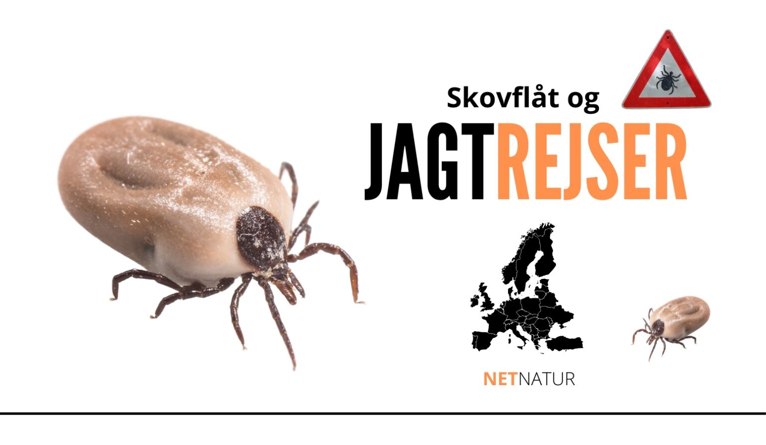 Jagtrejser og flåt