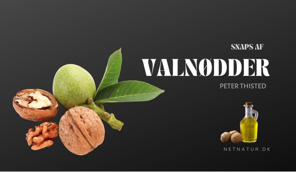 Valnøddesnaps