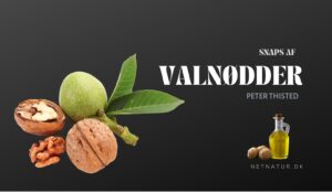 Valnøddesnaps