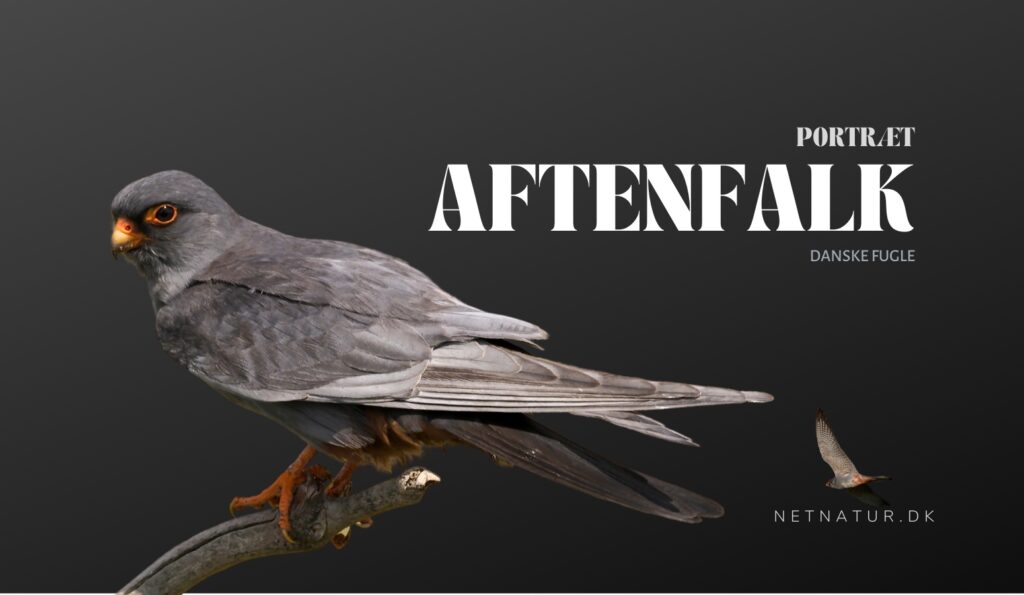 Aftenfalken