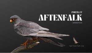 Aftenfalken – skumringens kvikke luftarkrobat Aftenfalken