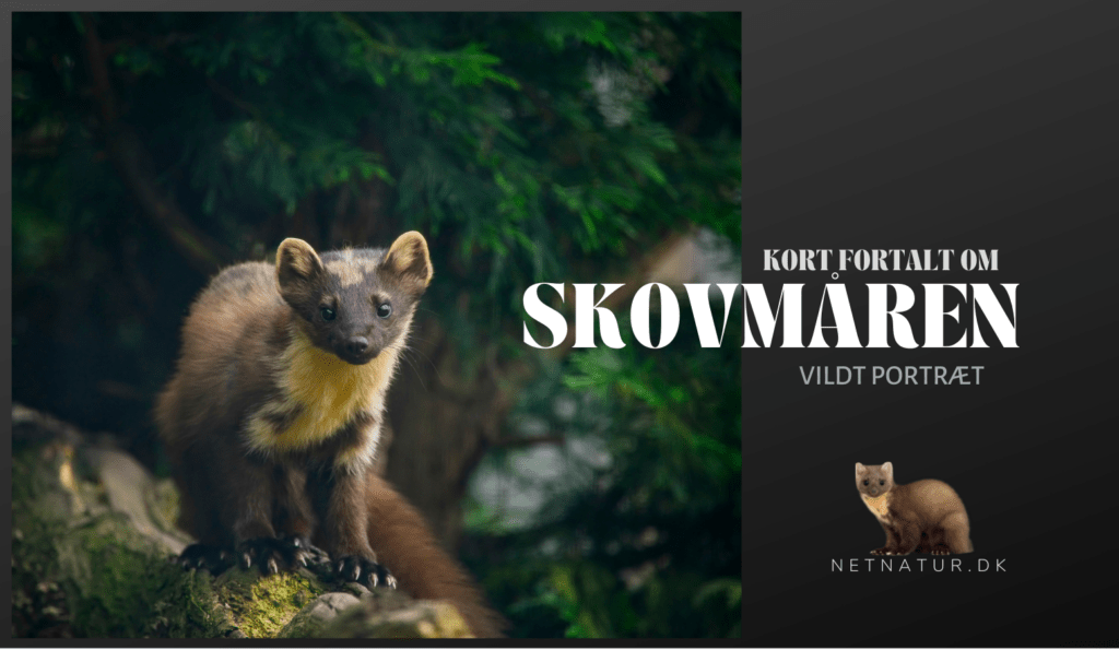 Skovmåren – det skjulte dyr i skoven Skovmåren