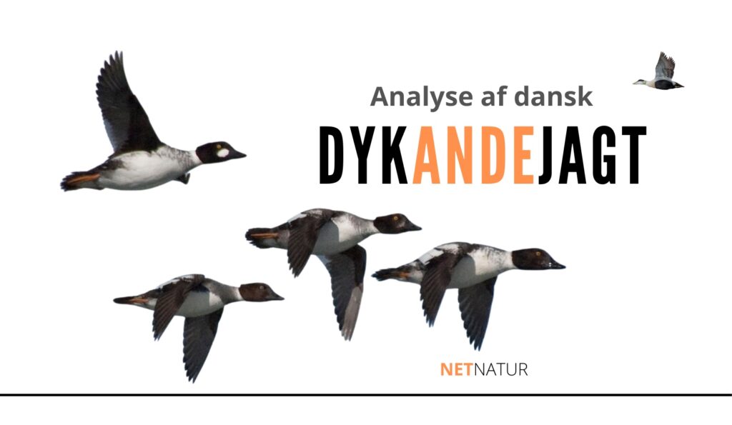 dykandejagt