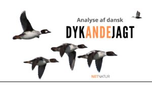 dykandejagt