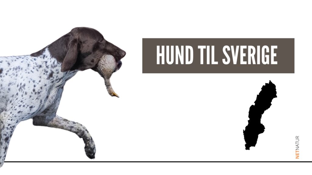 hund til Sverige