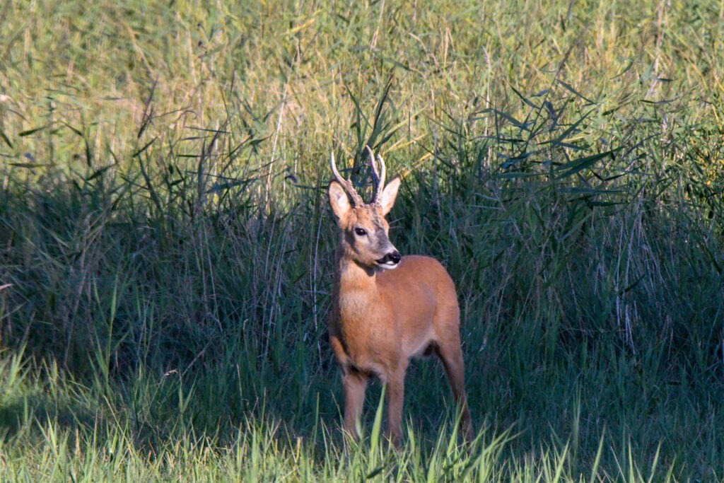 Råvildtudbyttet har stabiliseret sig