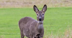 Råvildtudbyttet dykker