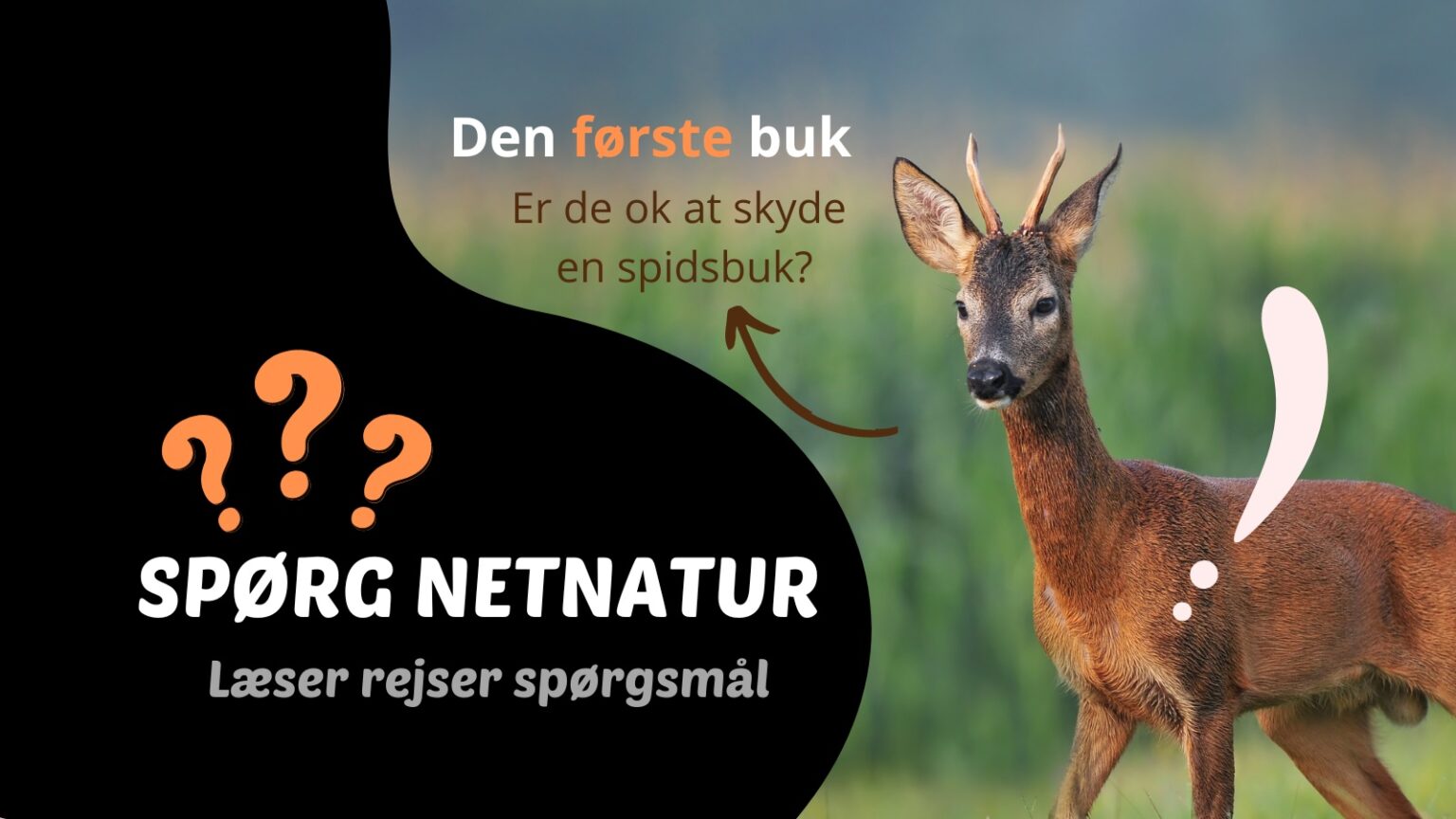 Bør jeg skyde en spidsbuk? spidsbuk