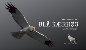 Blå kærhøg – den lavtgående musejæger Blå kærhøg