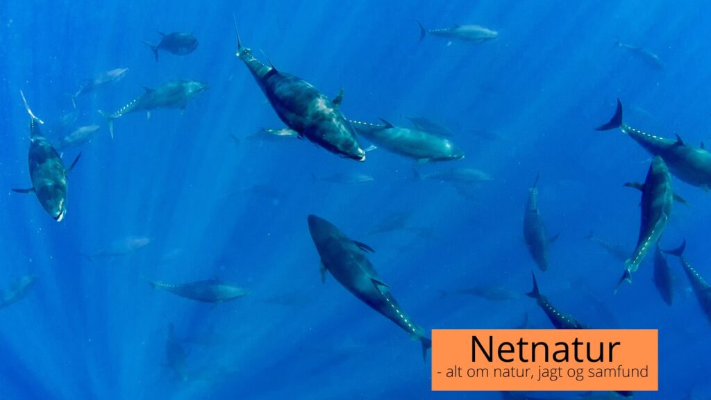 Blåfinnet tun i Danmark