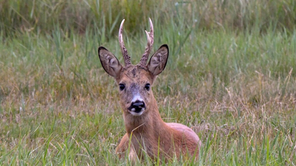 Råvildtets brunstperiode