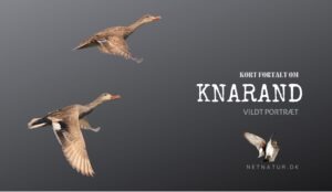 Knaranden – vores mest undseelige and?