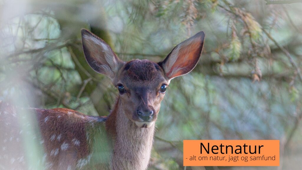 Borgerforslag vil forbyde regulering af kronvildt