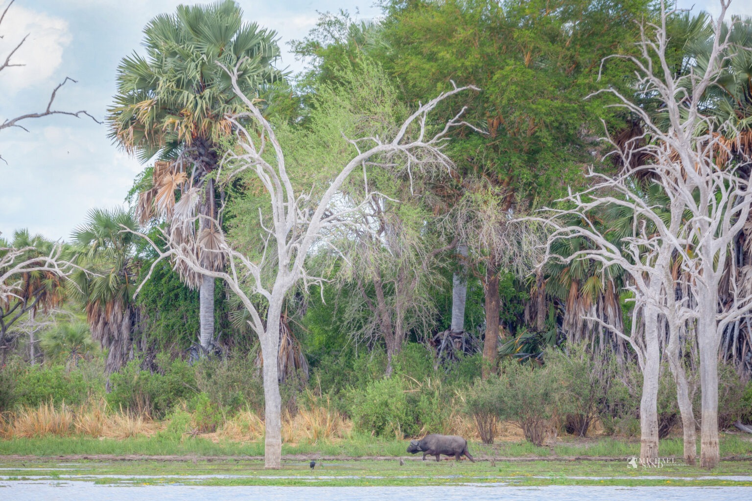 Selous Game Reserve