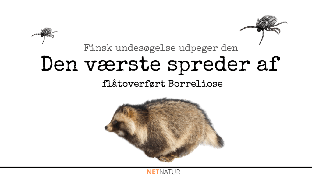 Mårhund og borrelia