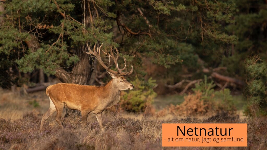 Effekt ved arealkrav Kronvildt arealkrav effekt