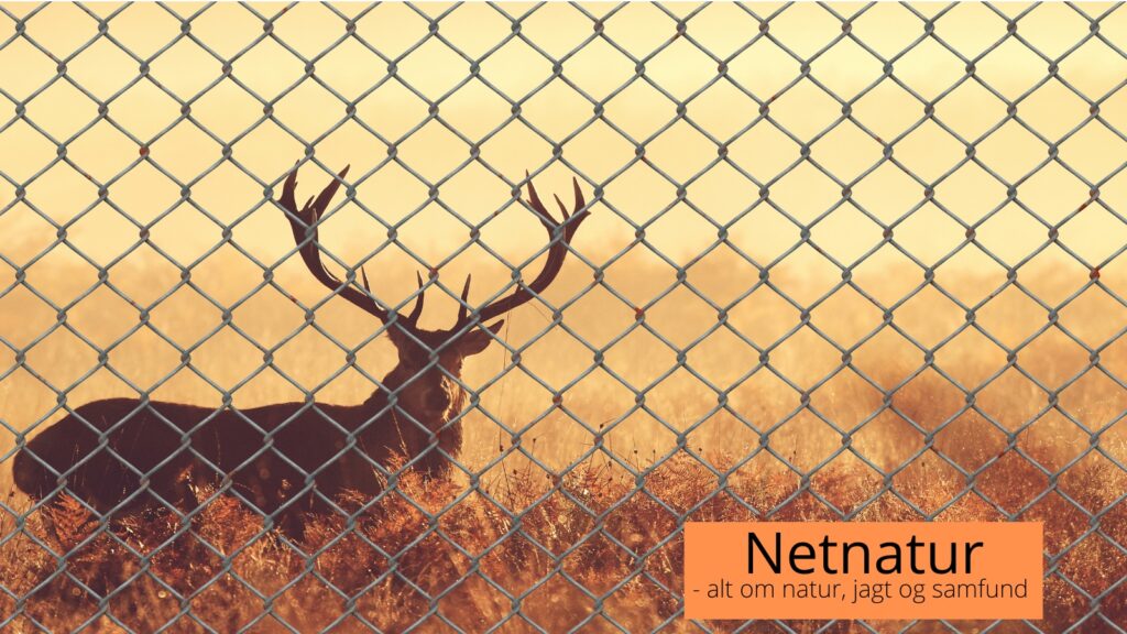 Afslappet holdning til jagt i hegn