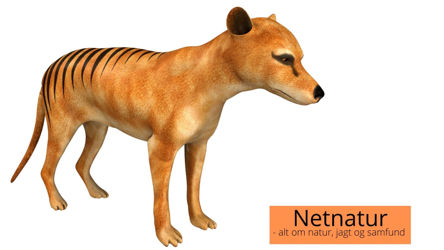 den tasmanske tiger