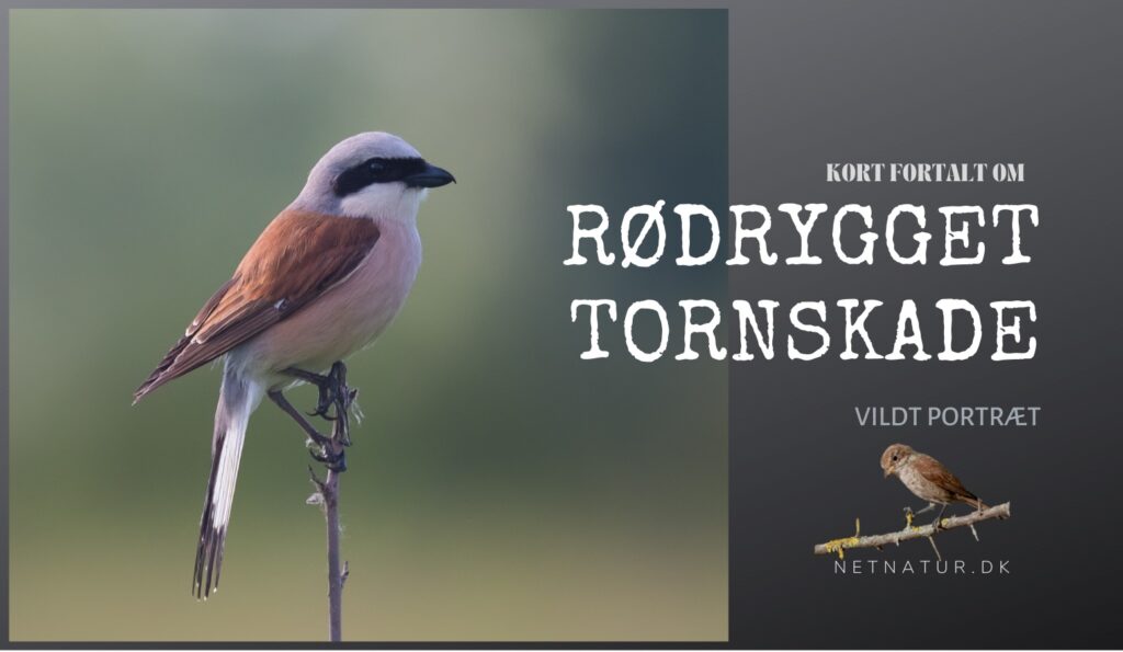 Rødrygget tornskade