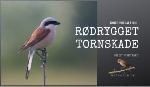 Rødrygget tornskade – en fugl på overdrevet Rødrygget tornskade