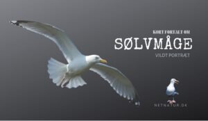 Sølvmågen – fuglen der tog skraldet Sølvmåge