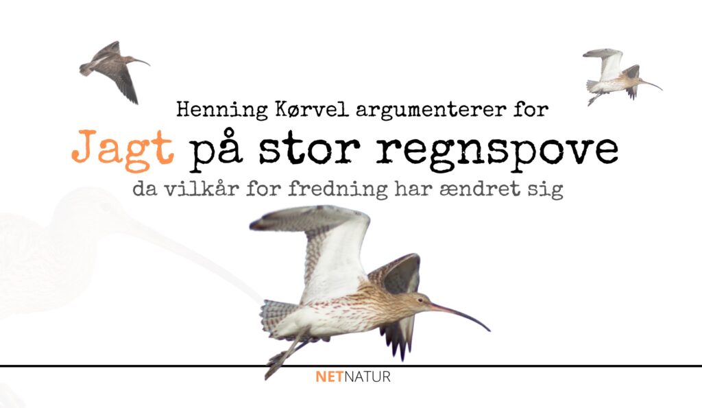 jagt på stor regnspove