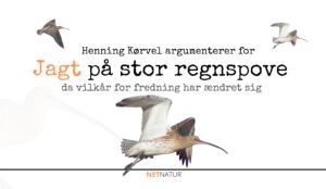 jagt på stor regnspove