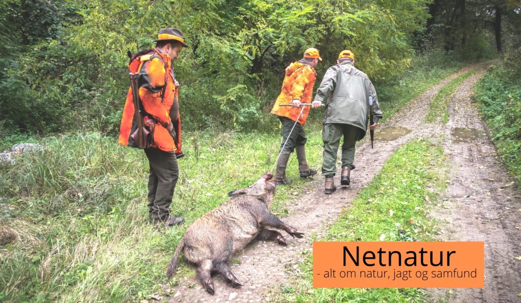 Trikiner - test, smitte og behandling