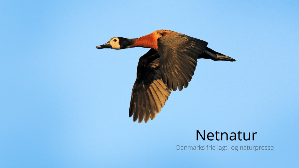 Andejagt med bue og pil