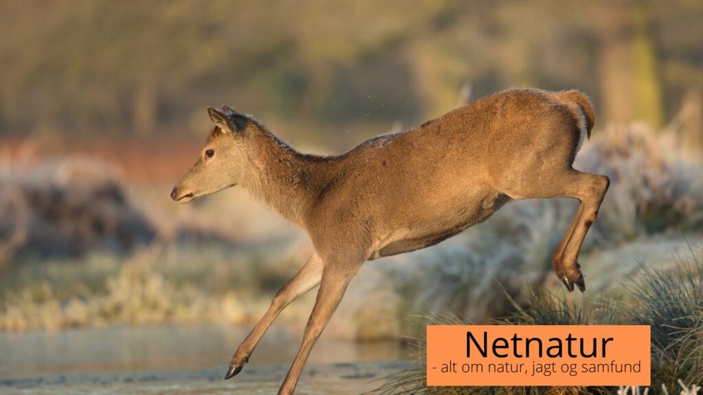 jagt på offentlige arealer