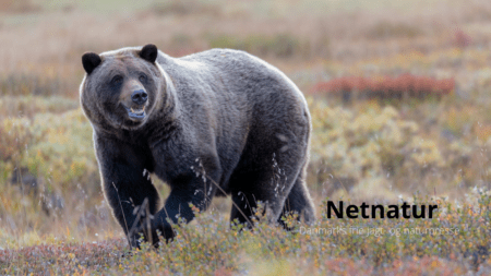 .338 Winchester Magnum - Alaska number 1