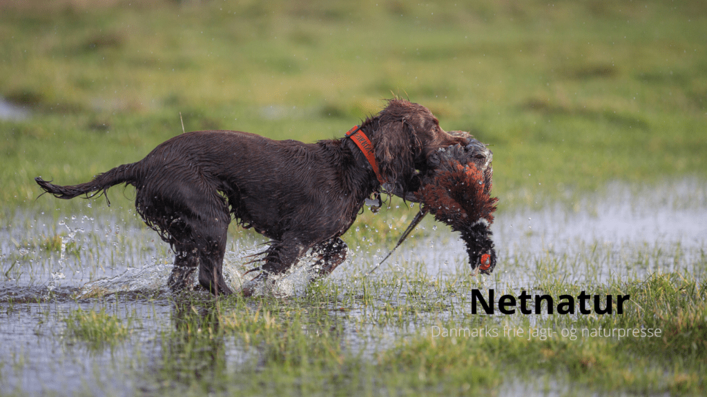 Den næste jagthund skal være en … Den næste jagthund skal være en ...