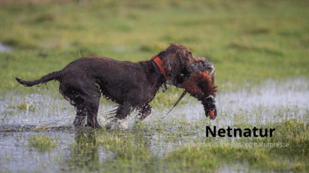 Den næste jagthund skal være en … Den næste jagthund skal være en ...