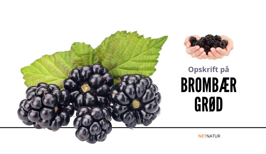 brombærgrød