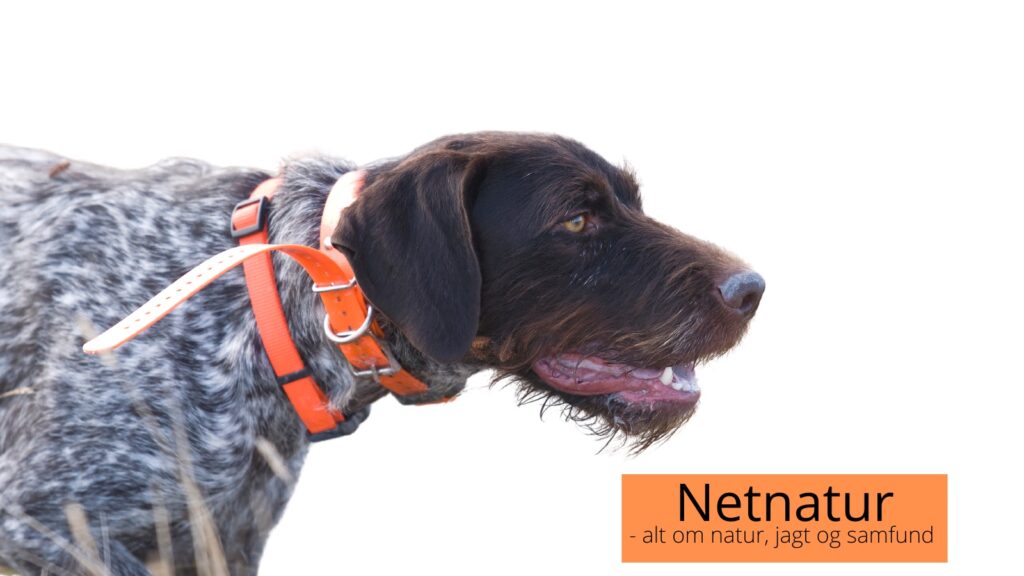 DANSK SCHWEISSHUNDEFORENING