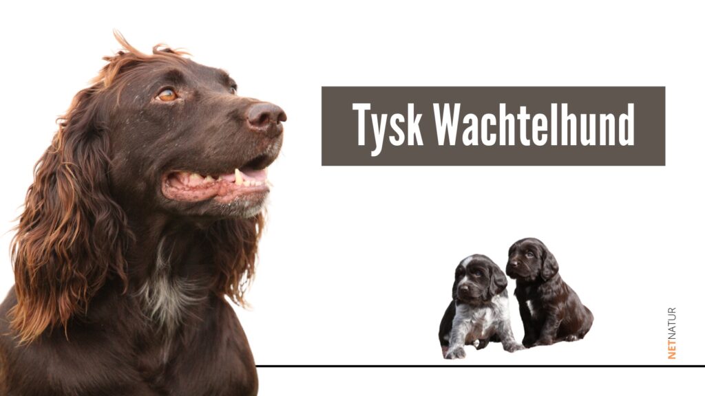Tysk Wachtelhund