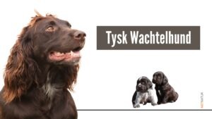 Tysk Wachtelhund Tysk Wachtelhund