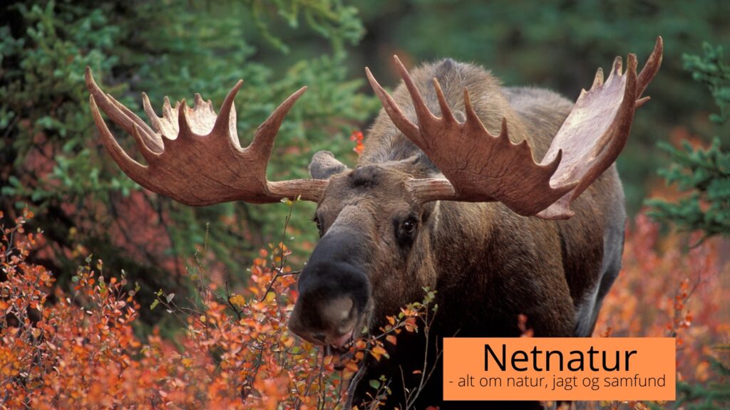 Jagt på Newfoundland