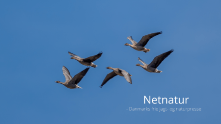 Kortnæbbet gås - tusindtallig gæst fra Svalbard