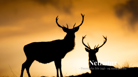 Kronhjort i Skotland er nu fredløs