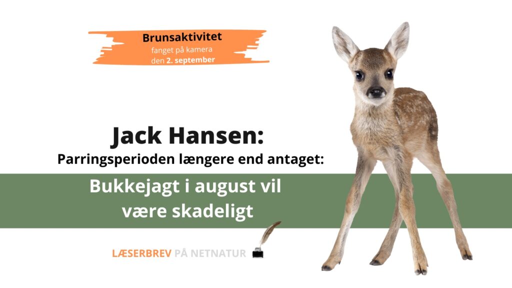 Jack Hansen: Jagttid og parringsperioden hos råvildt