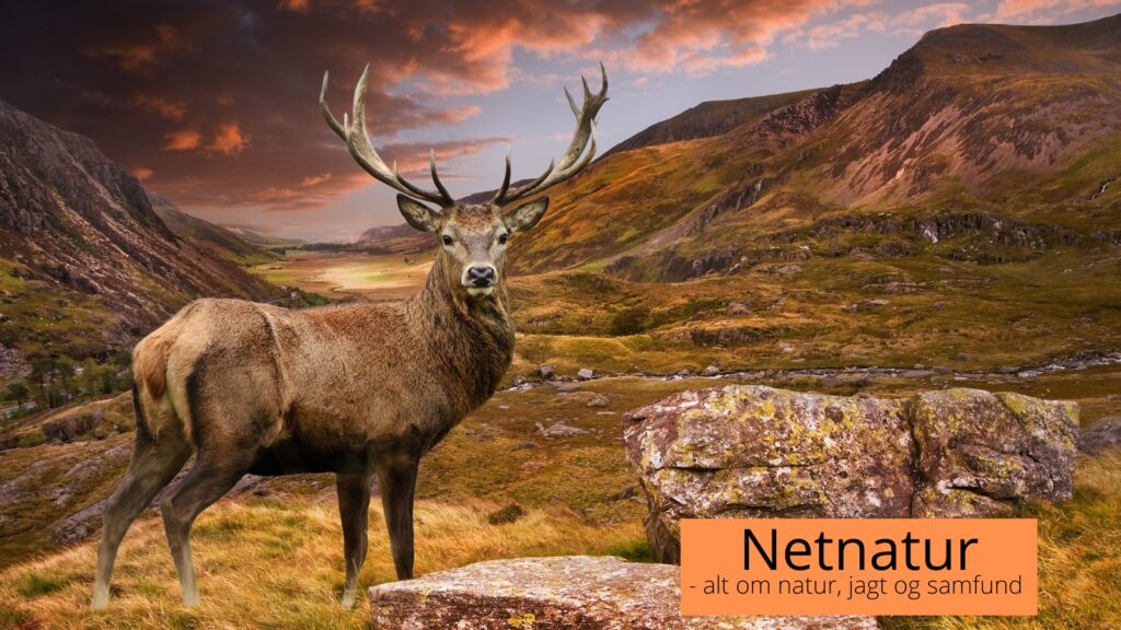 Video: Højlandsjagt i New Zealand Højlandsjagt i New Zealand