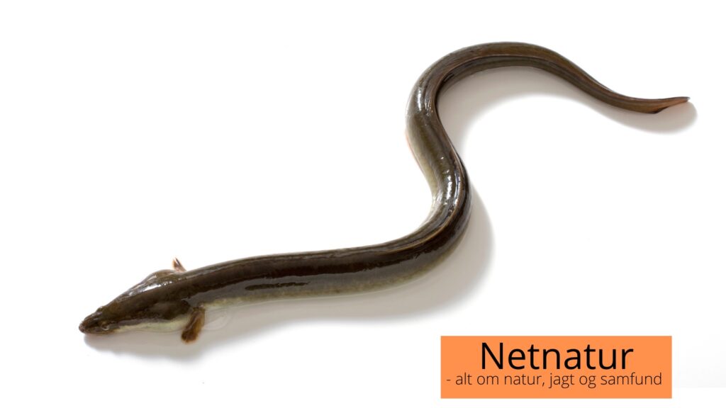 Nye regler for fiskeri for ål ...