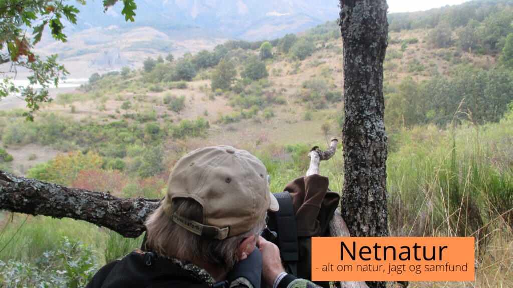 bjergjagt på spansk brunsthjort