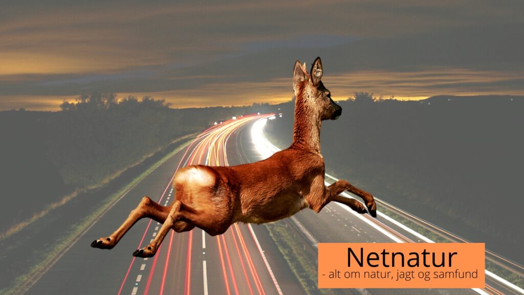 Trafikeftersøgning af hjortevildt