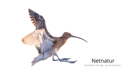 Jagttid på regnspove