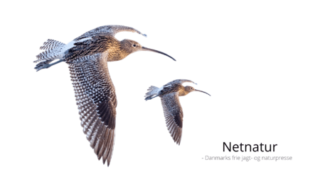 Med Muus på spovejagt spovejagt i Danmark