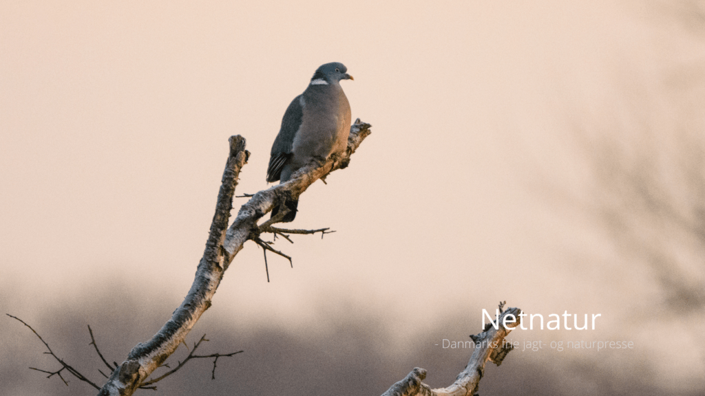 Skovduer og ringduer