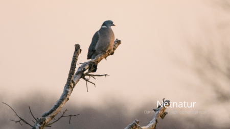 Skovduer og ringduer